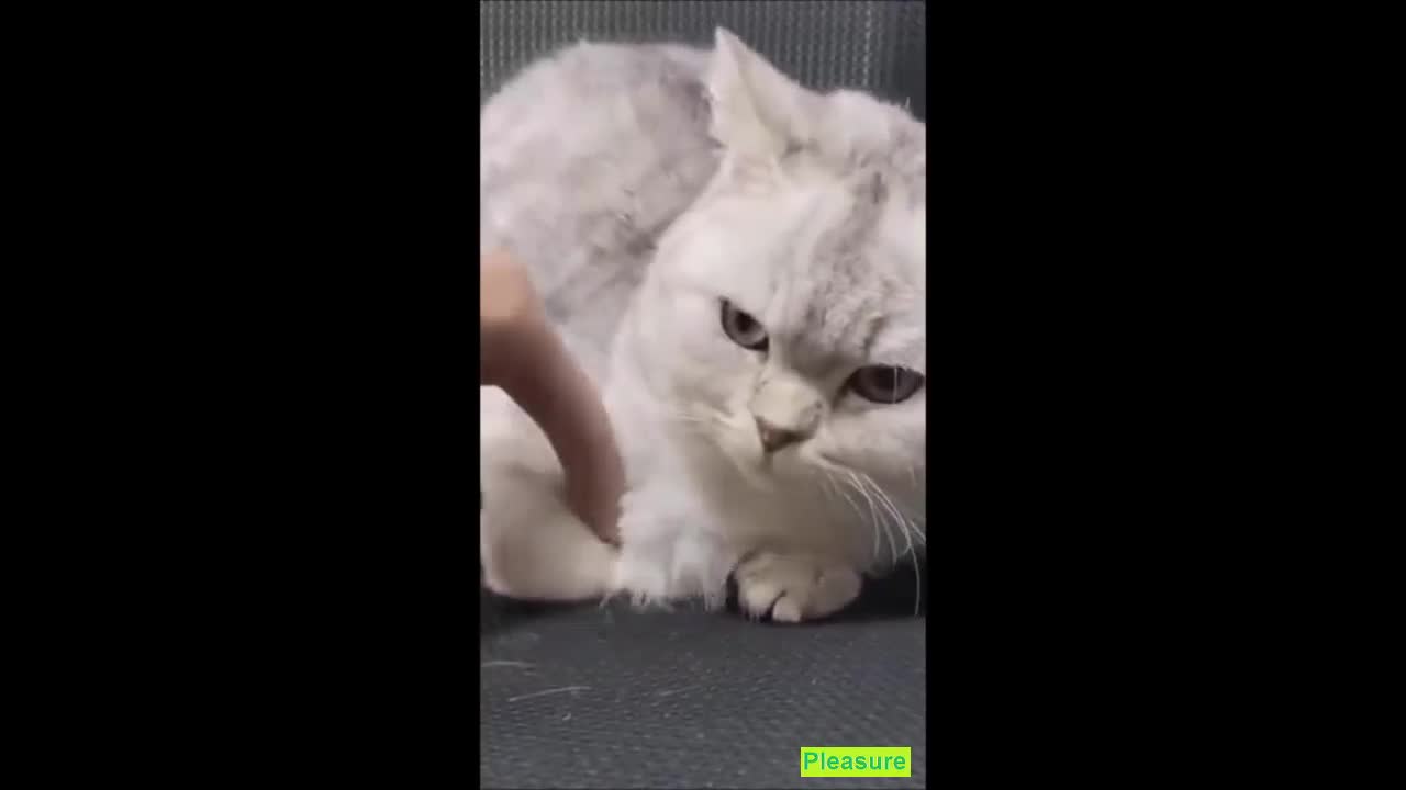 Weird Cats and kittens make you laugh!