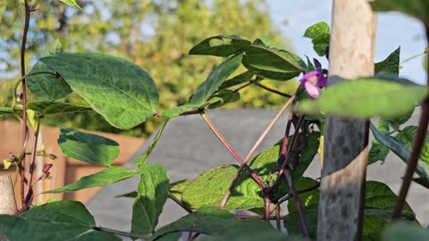 Purple Pod Pole Beans Ready to Pick