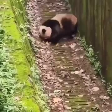 URSO PANDA CAINDO ROLANDO ABAIXO