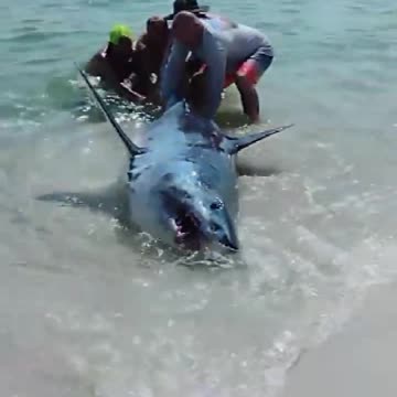 Brave beachgoers rescue HUGE stranded Great White Shark