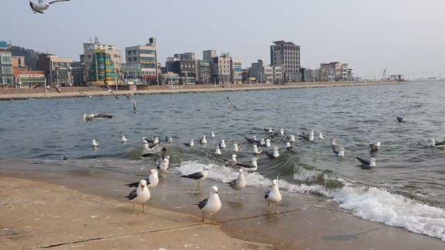 gull on sea