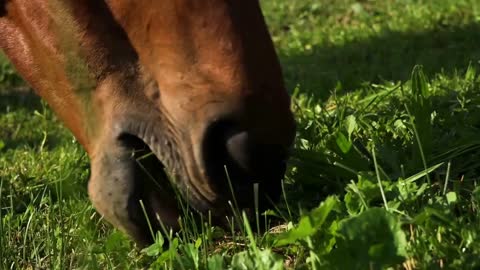 Close up of brown horse eating grass