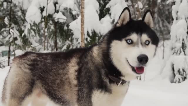 Aggressive Siberian Husky - World`s Top 3rd Aggressive Dog