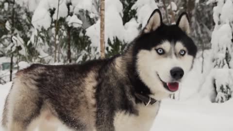 Aggressive Siberian Husky - World`s Top 3rd Aggressive Dog