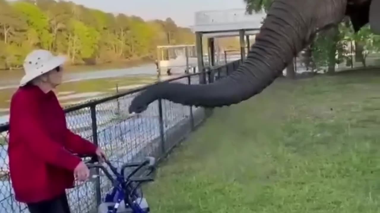 Best Funny Animal Videos of the year