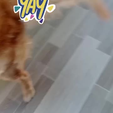 Cute Dog, Milo catching the ball