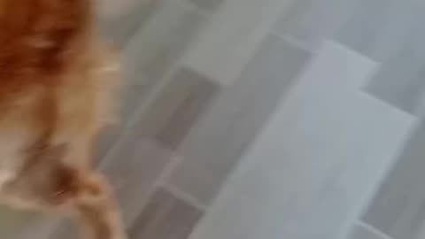 Cute Dog, Milo catching the ball
