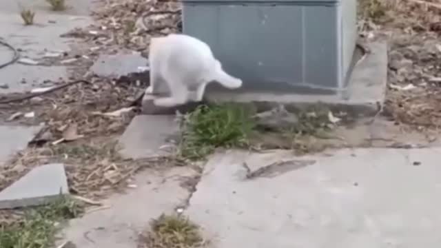 Amezing video
