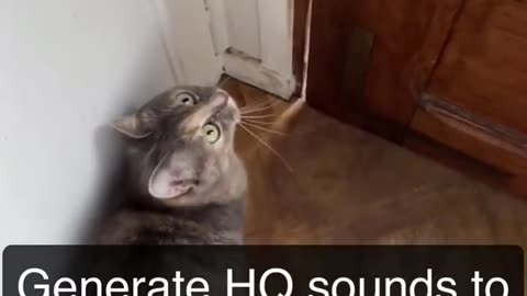 Sounds that attract cat