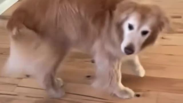 cute dog dancing