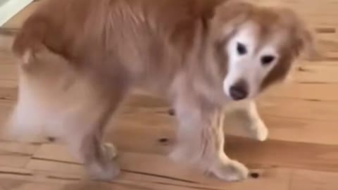 cute dog dancing