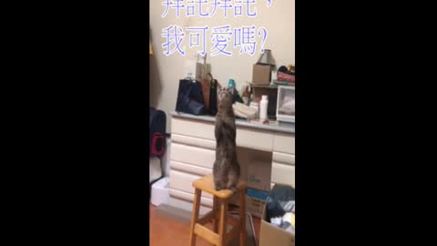 Homemade cat videos I am cute