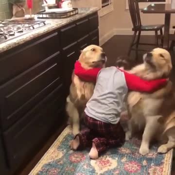 Adorable Baby Boy Made Trick on His Two Golden Dogs