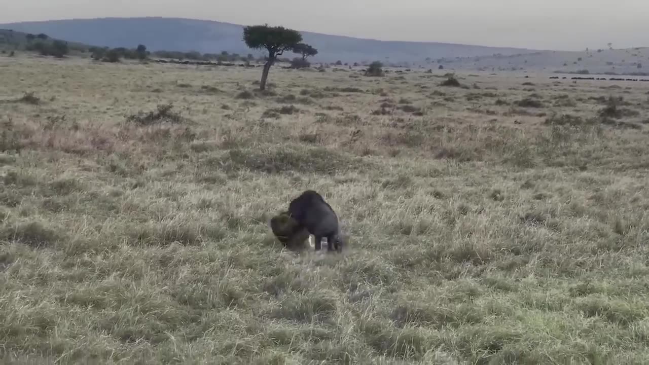 Brave Gemsbok Take Down LIONS With Their Horns To Save Baby Gemsbok Untamed Beauty Close Encounters