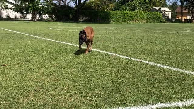 Belgian Malinois - Dog Training