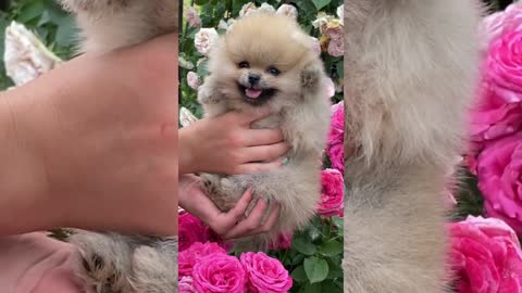 So Cute Doge's love 🥰 | Rumble Videos new new |