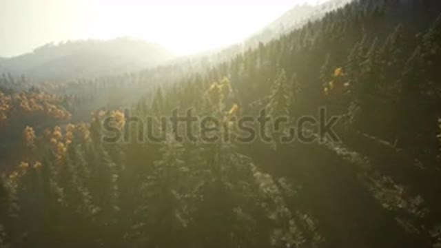 stock-footage-aerial-drone-view-flight-over-pine-tree-forest-in-mountain-at-sun.mp4