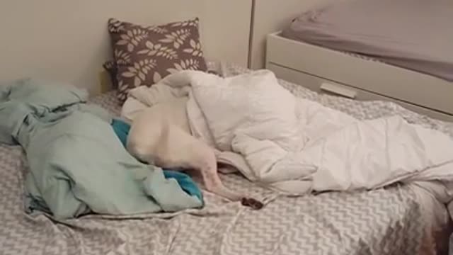 Dog too lazy to say hi to owner