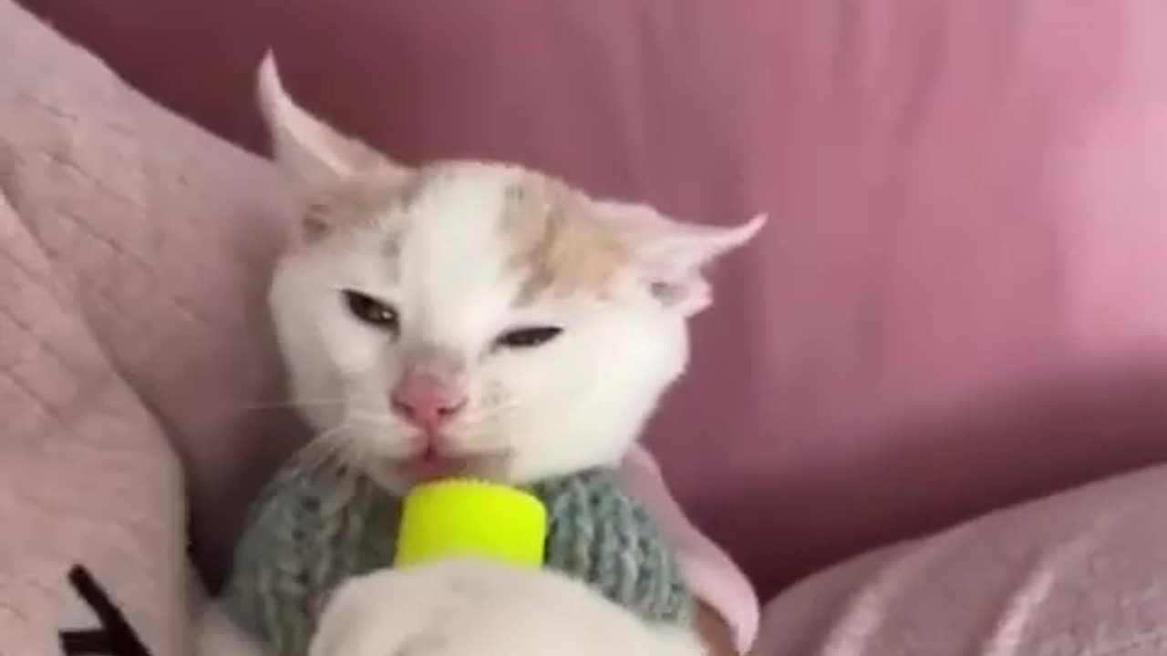 Funny Animal Videos Part 13