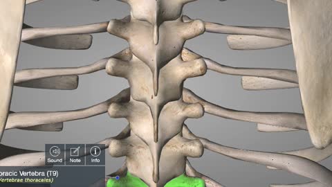 HUMAN SKELETAL TUTORIAL