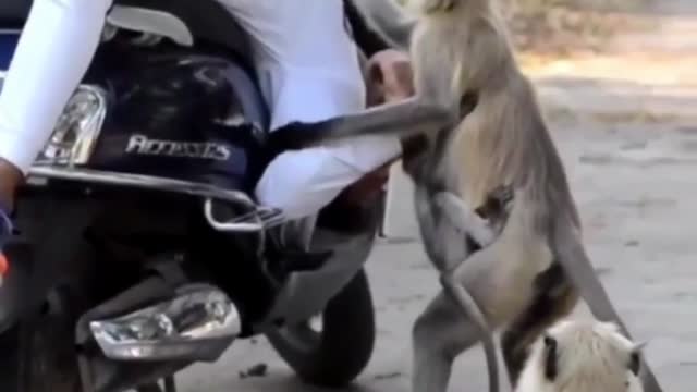 Hero Animals Trying Save Human Live! #shorts