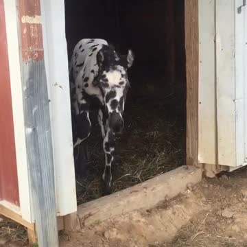 Low flying airplane horse !