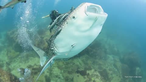 A Really friendly baby Whale shark🥰