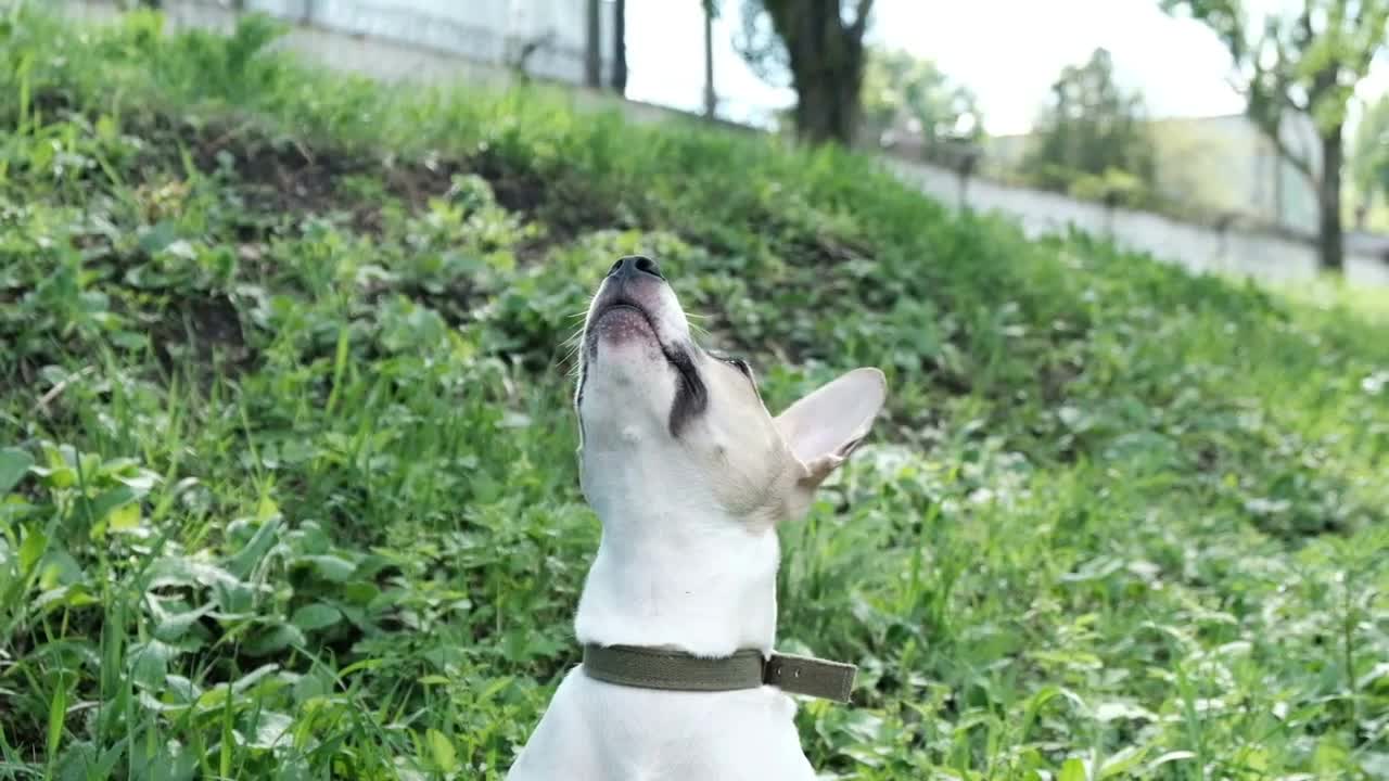 The dog raised his head up barks and asks for something