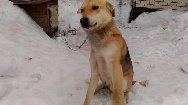 joyful dog