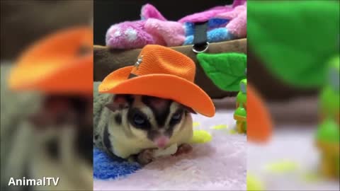 Sugar Gliders: The most unusual loving pets!