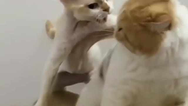 Baby cats __ cute and funny cat videos Complation