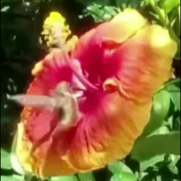 Humming Bird with nature flowers