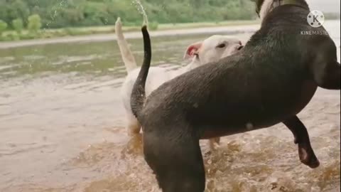 Dogs are in river