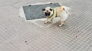 Pug can't find ball caught in his tail