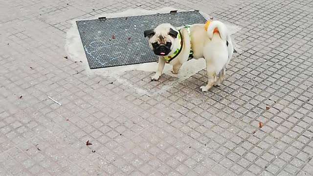 Pug can't find ball caught in his tail