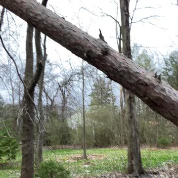 Tree fell on tip of another tree!!!
