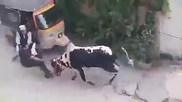 Stray cow attacks man in india