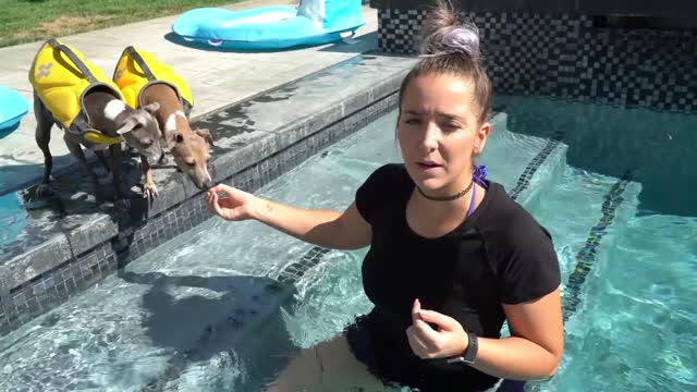 Interesting Facts I Bet You Never Knew About TEACHING DOGS HOW TO SWIM