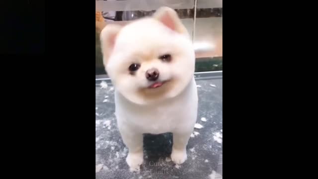 Adorable And Funny Pets | Try Not To Laugh To These Pets Compilation