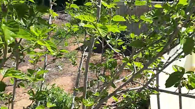 fruit trees and poultry