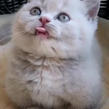 Cute And Funny | Cat Videos | Cats Compilation 19 | Funny Animals 😂 #short#funny#cats