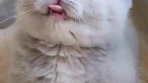 Cute And Funny | Cat Videos | Cats Compilation 19 | Funny Animals 😂 #short#funny#cats