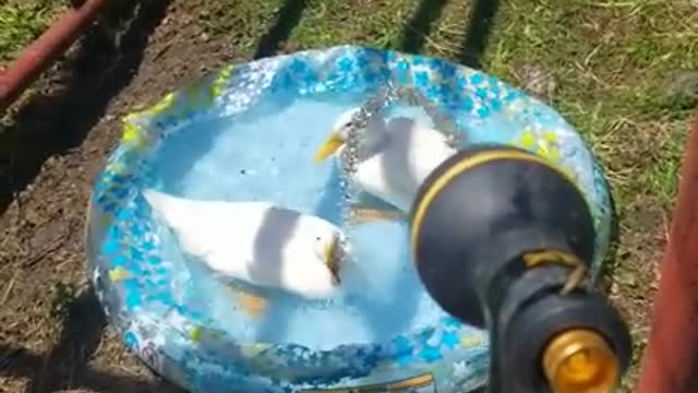 Amanda Grace Talks...An Impromptu Pool Party!!!