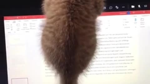 s Moments Clips #shorts Video🤣_ #trending #animals #funny #reels