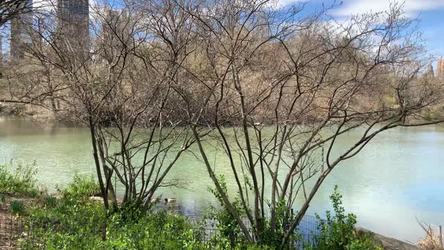 Beautiful park video in New York