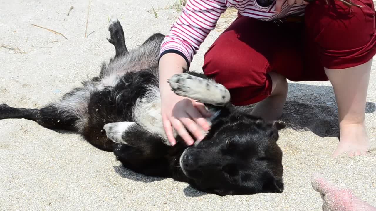 Dog laying down for a belly scratch