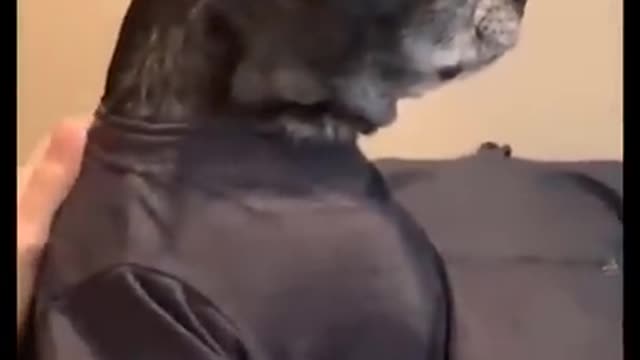 My dog does not think that's funny😂