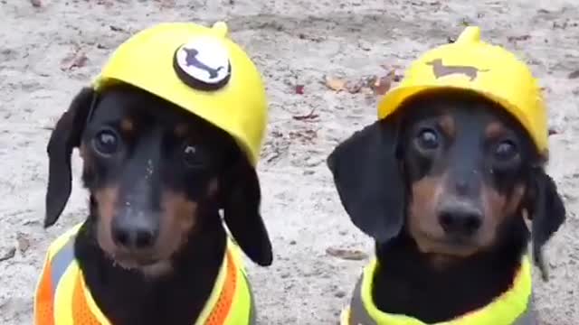 Cães trabalhadores