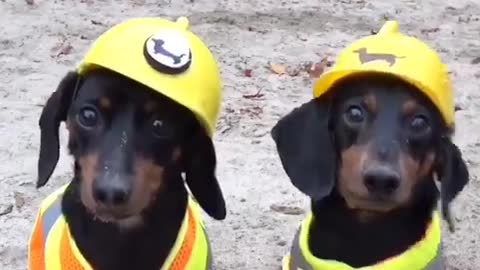 Cães trabalhadores