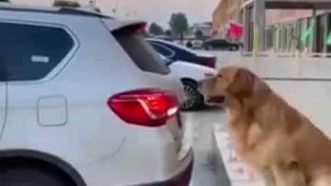 Dog funny video